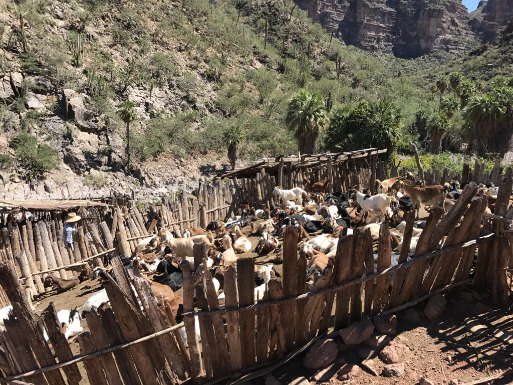 Alot of goats who can't escape